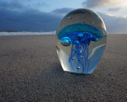 Jellyfish, photo by Judy Weinberg