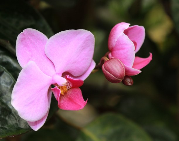 Sara Parmiagiani - pink orchid photo