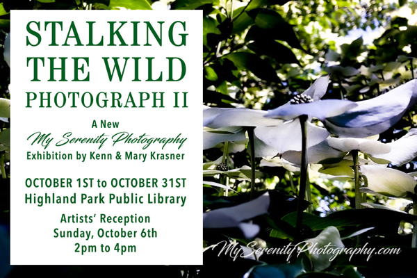 Stalking the Wild Photography II